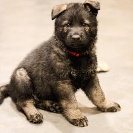 Chandler (Red collar) - Sable male German Shepherd puppy in Mason, Michigan from Sweet Breeze Acres