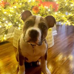 American Bully Puppies from Night Court Bullies