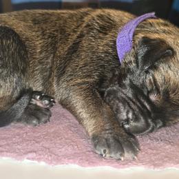 Lydia - Brindle female Great Dane puppy in New York from Port Bay Danes