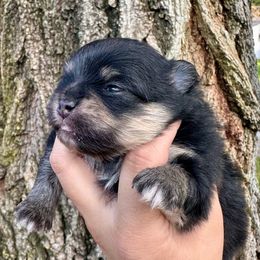 Eleanor - Black and tan female Pomeranian puppy in Springfield, Missouri from Hope Mountain Pomeranians