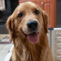 Nymeria - Golden Retriever