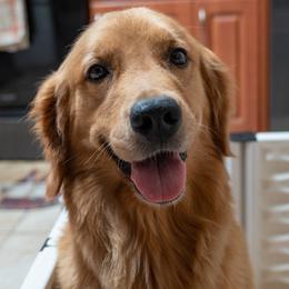 Nymeria - Golden Retriever