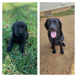 Labrador Retriever All Grown Up from BlackWater Gun Dogs