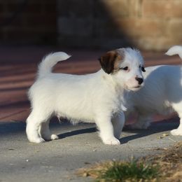 Tabby Boy 1 - White and tan male Russell Terrier puppy in Middletown, Virginia from DBF Russell Terriers