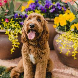 Penny - Australian Labradoodle