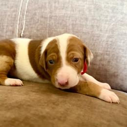 Rubi - Red merle female Catahoula Leopard Dog puppy in Peyton, Colorado from Gunslinger Catahoulas