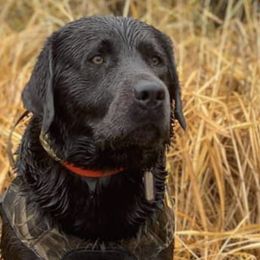 Dilute Retrievers, French Bulldogs, and Labrador Retrievers from Quiet Valley Ranch Labradors and Frenchies