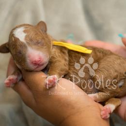 Strawberry - Red  female Poodle puppy in Belleville, New Jersey from TK Poodles