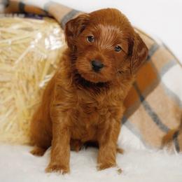 Boo - Red  male Goldendoodle puppy in Mendon, Massachusetts from Comfort & Cuddle Co
