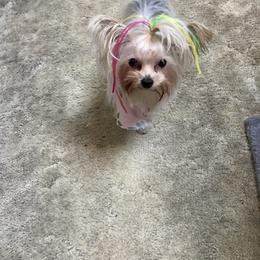 "JOJO BLISS" Yorkshire Terrier All Grown Up from Shirley's Yorkies