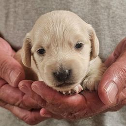 Olive Green Collar Male - Cream male Dachshund puppy in Trade, Tennessee from TN Miniature Dachshunds & Basset Hounds