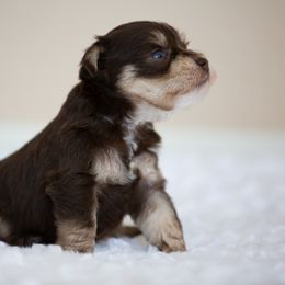 Miniature Schnauzer Puppies from Schnauzah