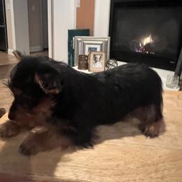 Yorkshire Terrier Puppies from Demetria's Yorkies