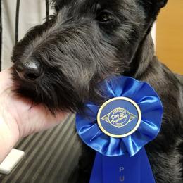 Scottish Terriers from Pam Straus's Scottish Terriers