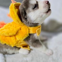 Boy 4 - Red and white male Siberian Husky puppy in Kansas City, Missouri from Anuun's Huskies
