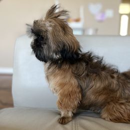 Dani - Shih Tzu