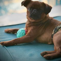 Oscar - Brussels Griffon