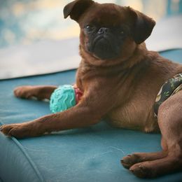 Oscar - Brussels Griffon