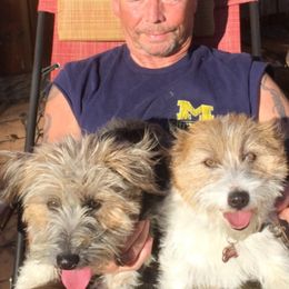 Saddie - Russell Terrier