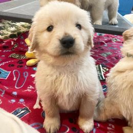 Girl 8 - Golden Retriever puppy in Newport, Pennsylvania from Liberty Golden Retrievers