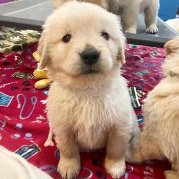 Girl 8 - Golden Retriever puppy in Newport, Pennsylvania from Liberty Golden Retrievers