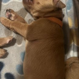 Girl 2 - Golden Retriever puppy from Baker’s Goldens