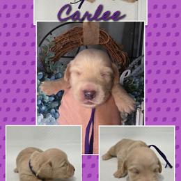 Carlee 3500 - Cream female Dachshund puppy in Gatesville, Texas from CJ's Dach Dynasty
