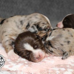 Miniature American Shepherd and Miniature Australian Shepherd Puppies from Integrity Aussies Tx