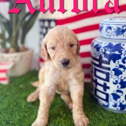 Aurora - Parti female Goldendoodle puppy in Greenville, North Carolina from ENC Goldendoodles