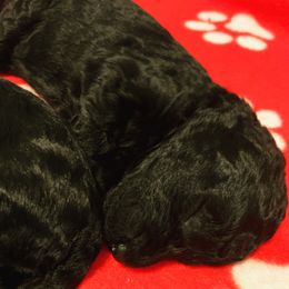 Goldendoodle Puppies from Little Doodle Love