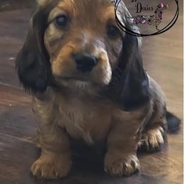 Boy 1 - Red male Dachshund puppy in Farmersville, Texas from Dixie Doxies