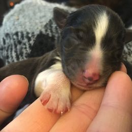 Shetland Sheepdog Puppies from Sunny Shelties