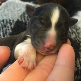 Shetland Sheepdog Puppies from Sunny Shelties