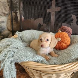 Cruz - Cream male Dachshund puppy in Lindsay, California from Lewis Creek Dachshunds