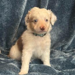 Tamarack - Red merle male Australian Shepherd puppy in Columbia Falls, Montana from Firefly Horse Co Wellness Retreat Center