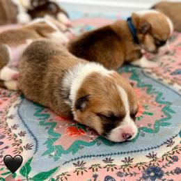 Black Collar Boy - Red male Pembroke Welsh Corgi puppy in Yulee, Florida from Pembroke Welsh Corgis at Belle Haven