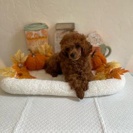 Red - Red  male Poodle puppy in Bakersfield, California from Pups and Paws Toy Poodles