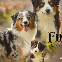 Miniature American Shepherds, Miniature Australian Shepherds, and Toy Australian Shepherds from Fine Hill Miniature Americans