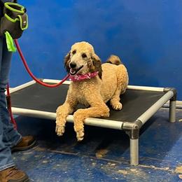 Indy - Apricot female Poodle puppy in Sierra Vista, Arizona from KnightWatch K-9