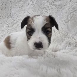 Harken - Red white and sable male Papillon puppy in Hollister, Missouri from Swan Creek Kennel
