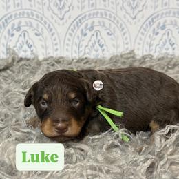 Luke - Brown and white male Aussiedoodle puppy in Fort Worth, Texas from Doodles by Dada
