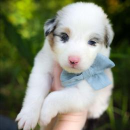 Prince - Blue merle male Australian Shepherd puppy in Georgetown, Texas from River Reign Australian Shepherds