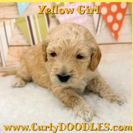 Girl 1 Apricot - Apricot female Goldendoodle puppy in Taneytown, Maryland from Curlydoodles