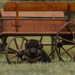 Daniel - Black and red male German Shepherd puppy in Reno, Ohio from Segen Von Gott German Shepherd’s