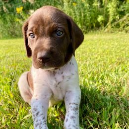 Gunther - White and liver male German Shorthaired Pointer puppy in Spring Valley, Wisconsin from Filipiak Breeders