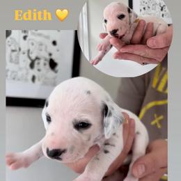 Edith - White and black female Dalmatian puppy in Chehalis, Washington from Dalmatian Vacation