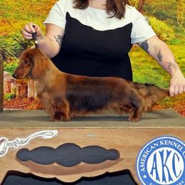 Houston - Dachshund