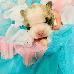 French Bulldog Puppies from Frenchie Paws