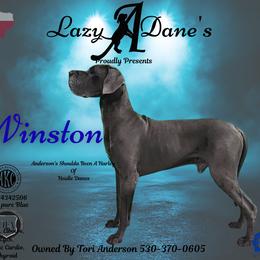 Winston - Great Dane