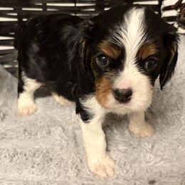 Girl 4 - Tri-color female Cavalier King Charles Spaniel puppy in Hallsville, Texas from Christy’s Cavalier King Charles Spaniels